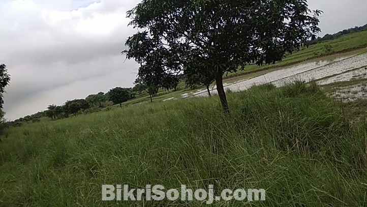 52 bigha land for sale